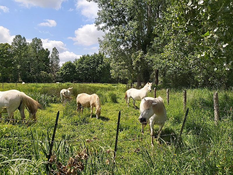 Randos 61 : La boucle du marais du Grand-Hazé