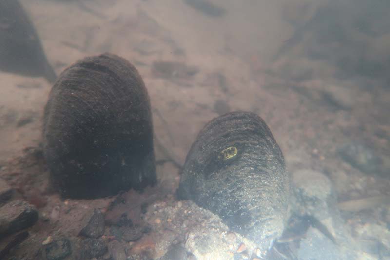 Sortie - Un trésor dans la Rouvre