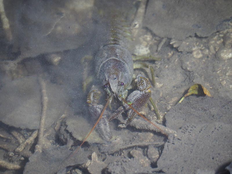 Sortie nature - Un homard dans la Rouvre ?