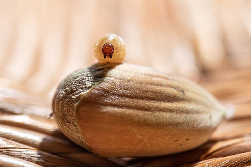 Sortie nature - Petit peuple de l'arbre