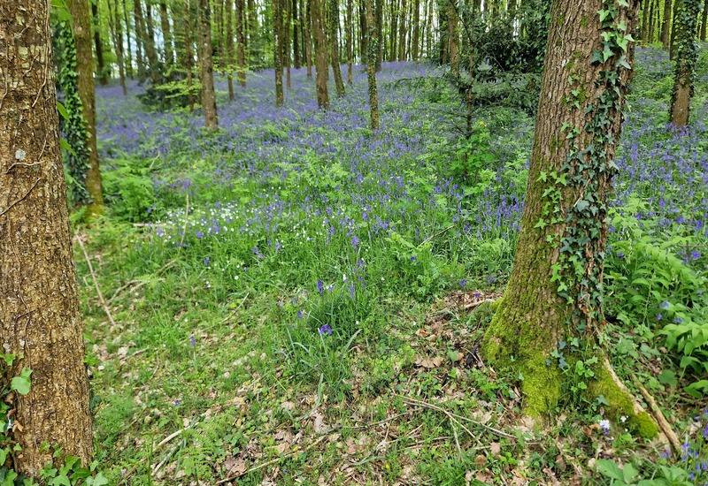 Découverte de la biodiversité du parc urbain de Flers